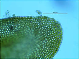 Attēlu rezultāti vaicājumam “Didymodon tophaceus sporophyte”