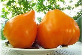 Afbeeldingsresultaat voor oranje van goeienbier tomato