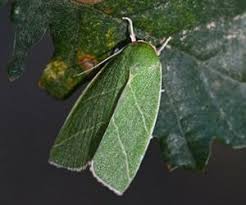 Attēlu rezultāti vaicājumam “Nolidae”