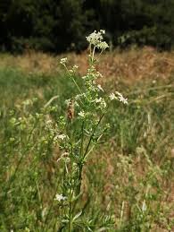 Attēlu rezultāti vaicājumam “Galium album”