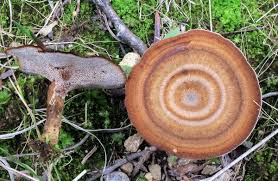 Attēlu rezultāti vaicājumam “Coltricia perennis”