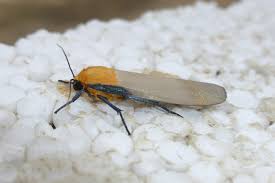 Attēlu rezultāti vaicājumam “Lithosia quadra male”