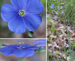 Image result for Linum usitatissimum