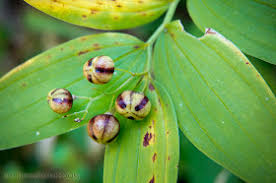 Attēlu rezultāti vaicājumam “Stellaria holostea fruit”