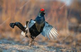 Image result for Tetrao tetrix