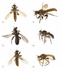 Attēlu rezultāti vaicājumam “Choerades sp.”