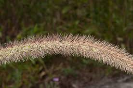 Attēlu rezultāti vaicājumam “Setaria viridis fruit”