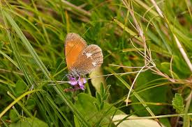 Attēlu rezultāti vaicājumam “Coenonympha glycerion underside”