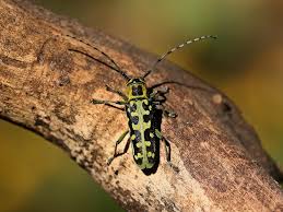 Attēlu rezultāti vaicājumam “Saperda scalaris”