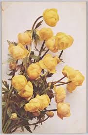 Attēlu rezultāti vaicājumam “Trollius europaeus”