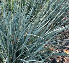 Attēlu rezultāti vaicājumam “Carex caryophyllea leaf”
