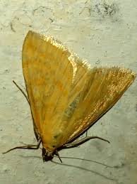 Attēlu rezultāti vaicājumam “Sitochroa verticalis”