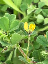 Attēlu rezultāti vaicājumam “Medicago”