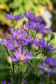 Image result for Aster amellus