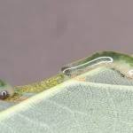 Attēlu rezultāti vaicājumam “Caliroa annulipes larva”