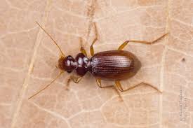 Attēlu rezultāti vaicājumam “Leistus ferrugineus”