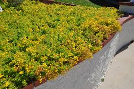 Image result for Sedum acre
