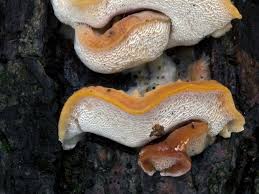 Attēlu rezultāti vaicājumam “Antrodiella faginea”