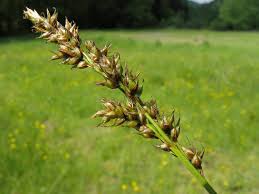 Attēlu rezultāti vaicājumam “Carex appropinquata”