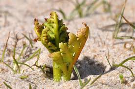 Attēlu rezultāti vaicājumam “Botrychium matricariifolium”