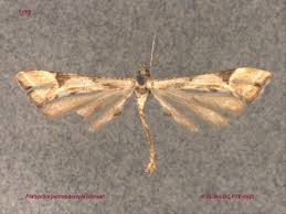 Attēlu rezultāti vaicājumam “Platyptilia sp.”