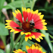 Image result for Gaillardia `Kobold`