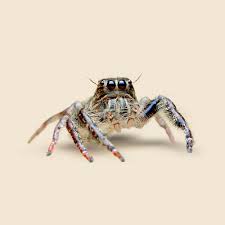 Image result for spider