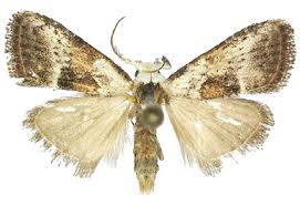 Attēlu rezultāti vaicājumam “Nolidae”