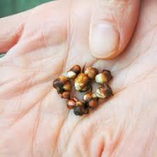 Attēlu rezultāti vaicājumam “Saxifraga granulata”