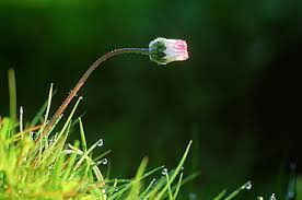 Attēlu rezultāti vaicājumam “Bellis perennis bud”
