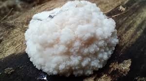 Attēlu rezultāti vaicājumam “Reticularia sp.”