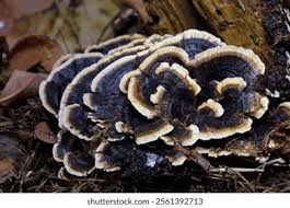 Attēlu rezultāti vaicājumam “Bjerkandera adusta”