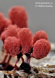 Attēlu rezultāti vaicājumam “Arcyria denudata macro”