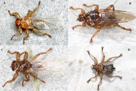 Attēlu rezultāti vaicājumam “Lipoptena cervi”