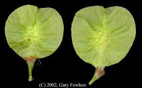 Attēlu rezultāti vaicājumam “Ulmus laevis fruit”