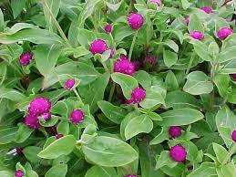 Attēlu rezultāti vaicājumam “Amaranthaceae”