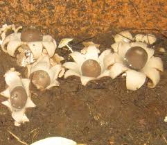 Attēlu rezultāti vaicājumam “Geastrum fimbriatum”