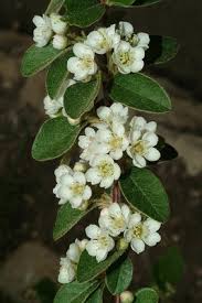 Attēlu rezultāti vaicājumam “Cotoneaster multiflorus leaf”