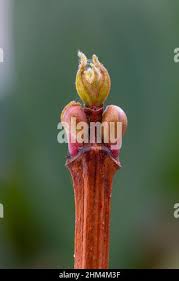 Attēlu rezultāti vaicājumam “Viburnum opulus bud”