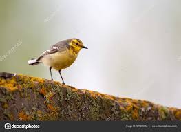 Attēlu rezultāti vaicājumam “Motacilla citreola”