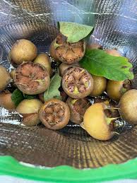 Attēlu rezultāti vaicājumam “Silene baccifera fruit”