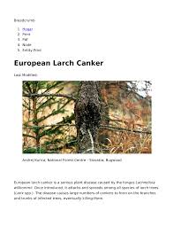 Attēlu rezultāti vaicājumam “Lachnellula willkommii”