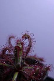 Attēlu rezultāti vaicājumam “Drosera rotundifolia fruit”