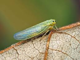 Attēlu rezultāti vaicājumam “Macrosteles sp. imago”