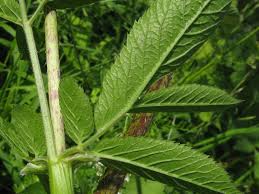 Attēlu rezultāti vaicājumam “Chaerophyllum aromaticum”