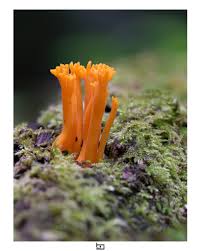 Attēlu rezultāti vaicājumam “Colloderma oculatum macro”