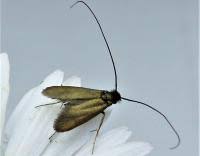 Attēlu rezultāti vaicājumam “Adela cuprella”