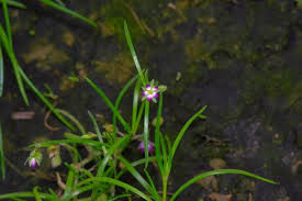 Attēlu rezultāti vaicājumam “Spergularia marina leaf”