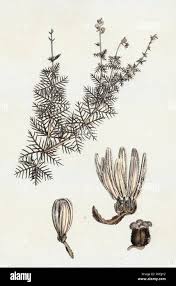 Attēlu rezultāti vaicājumam “Myriophyllum alterniflorum”