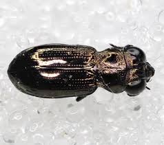 Attēlu rezultāti vaicājumam “Notiophilus germinyi”